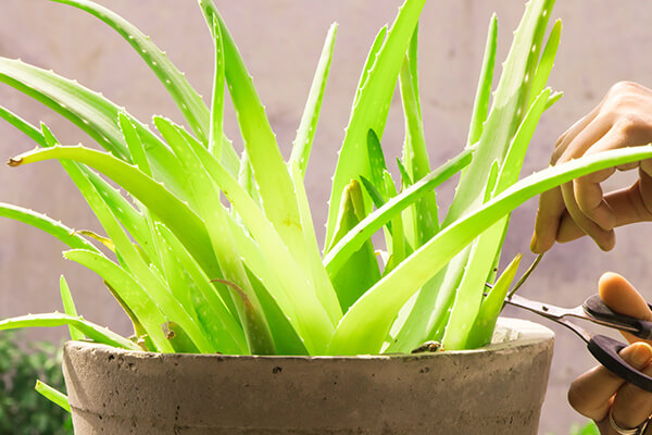 How Aloe Vera Hair Oil Nourishes and Revitalizes Your Hair